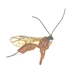 Ichneumon Wasp - Ichneumonidae_1