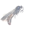Legionary Ant (winged Male) 