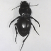 Pasimachus sp. - Ground Beetle