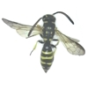 Sapygid Wasp 
