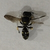 Shield-handed Square-head Wasp 