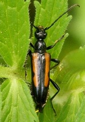 Flower Longhorn Beetle 