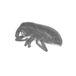 Thistle head Weevil - Rhinocyllus conicus