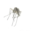 Treehole Mosquito dead insect specimen, dead mosquito specimen, school insect collection, science Olympiad, bug collection